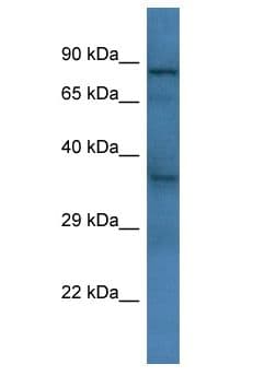 KCTD12 Antibody (aa261-310)