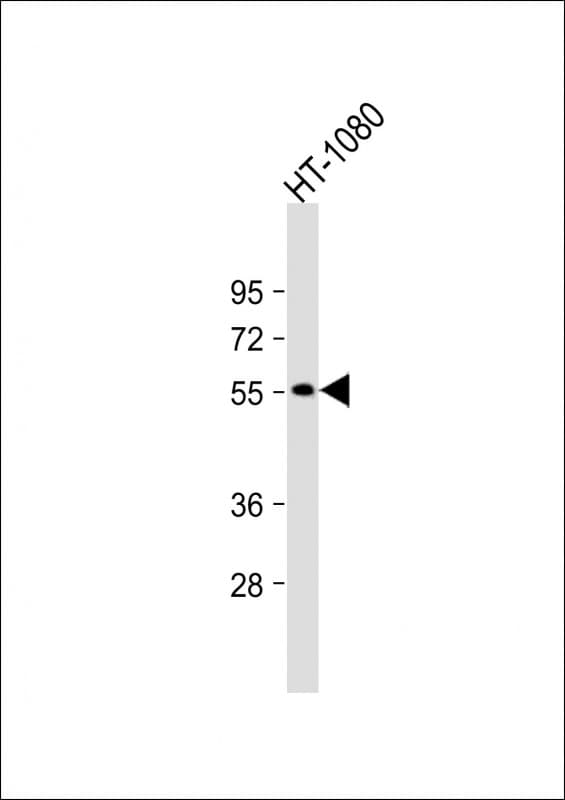 NPRL3 Antibody (aa86-117)