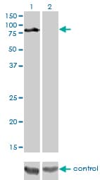 DVL3 / Dishevelled 3 Antibody (clone 4H2)