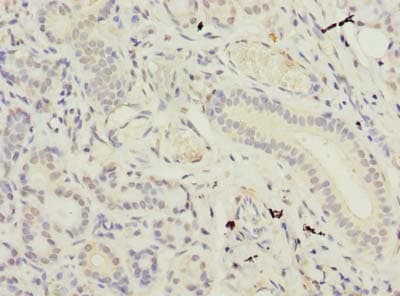 SUSD4 Antibody