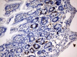BrdU Antibody (clone 2B12)