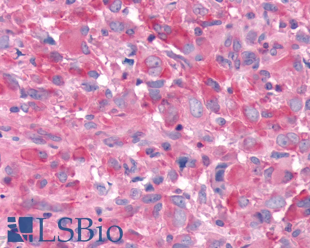 PathPlus™ ADORA1 / Adenosine A1 Receptor Antibody (Cytoplasmic Domain)