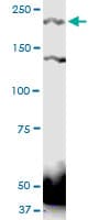 PTPRS Antibody (clone 1H6)