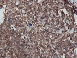 AKT1 Antibody (clone OTI3B4, Carrier-free)