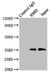 EMD / Emerin Antibody