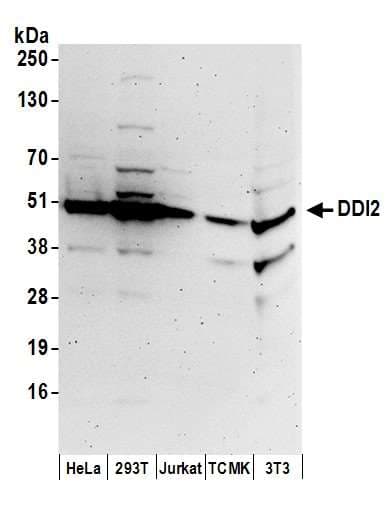 Polyclonal Rabbit anti-Human DDI2 Antibody (aa349-399, WB)