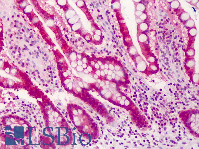 IHC-plus™ TRAF3 Antibody