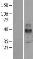 FcERI / Fc Epsilon RI Protein (Over-Expression Lysate Myc-DDK (Flag))