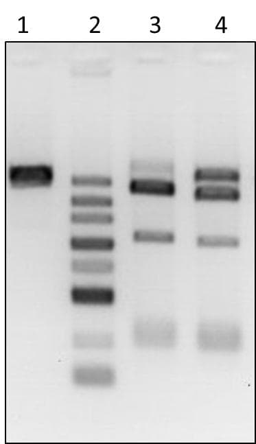NLS-Cas9-EGFP Nuclease Protein (Fusion)