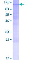 Human INTS5 Protein (Recombinant GST)