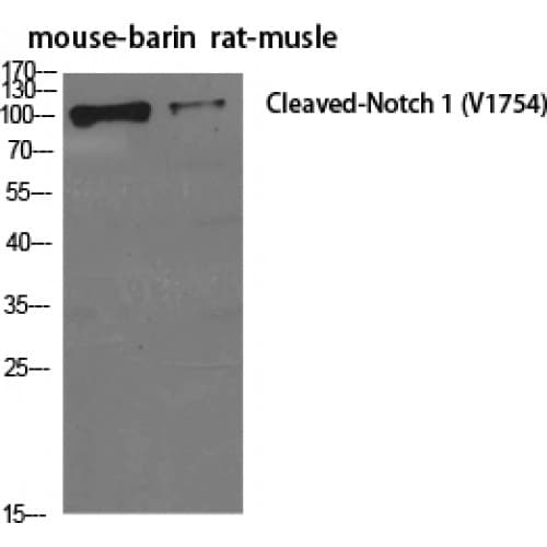 NOTCH1 Antibody (1710-1790 aa, Internal)