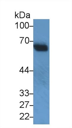 SNUPN Antibody (aa1-360, PE)