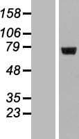 Human LRRC40 Protein (Over-Expression Lysate Myc-DDK (Flag))