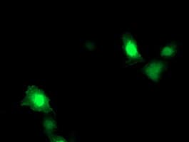 ARL11 Antibody (clone OTI1A5)