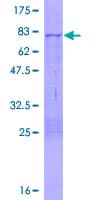 Human MPND Protein (Recombinant GST)