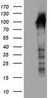 LRRC50 Antibody (clone OTI3F9, Carrier-free)
