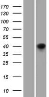 TNFRSF19 / TROY Protein (Over-Expression Lysate Myc-DDK (Flag))