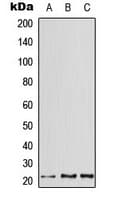 ATF3 Antibody (C-Terminus)