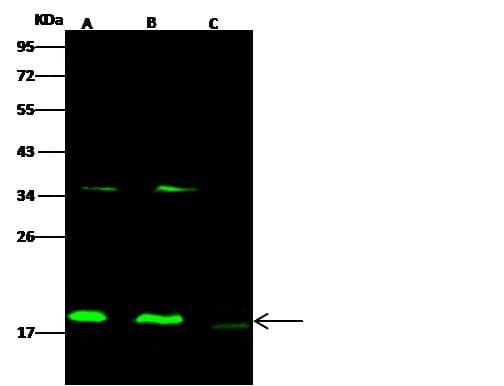 CFL2 / Cofilin 2 Antibody (Preservative Free)