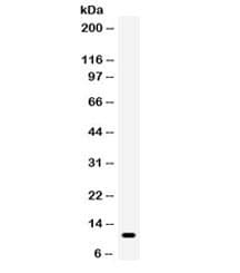 CCL5 / RANTES Antibody