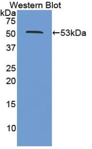 PSMC2 / RPT1 Antibody (aa1-433, Biotin)