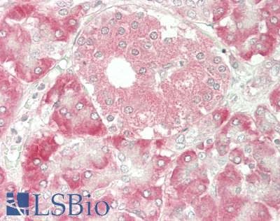 IHC-plus™ LRRC32 Antibody (clone Plato-1)