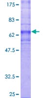 Human GPR4 Protein (Recombinant GST)