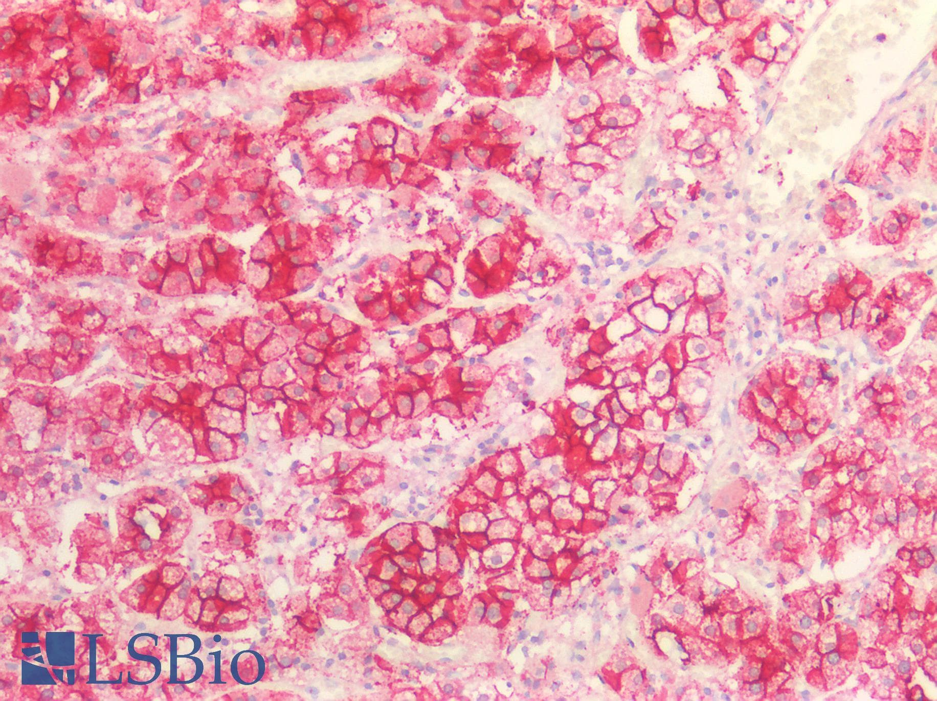 IHC-plus™ SCARB1 / SR-BI Antibody (C Terminus)