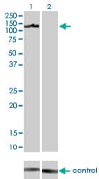 AXL Antibody (clone 6C8)