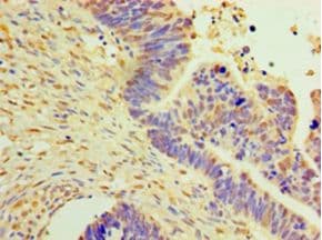 DNAJB2 Antibody (aa2-324, FITC)