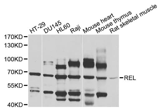 REL / C-Rel Antibody