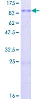 Human SLC7A2 Protein (Recombinant GST)