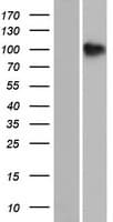 SH3PXD2B Protein (Over-Expression Lysate Myc-DDK (Flag))