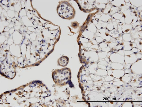 HOOK3 Antibody (clone 3A5)