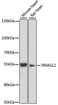 TINAGL1 / Lipocalin 7 Antibody