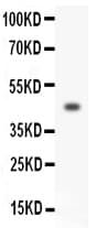 HOXA3 Antibody (aa427-443)