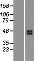 TNFRSF10B / Killer / DR5 Protein (Over-Expression Lysate Myc-DDK (Flag))