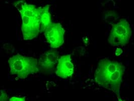 PSMC3 Antibody (clone OTI9C11)