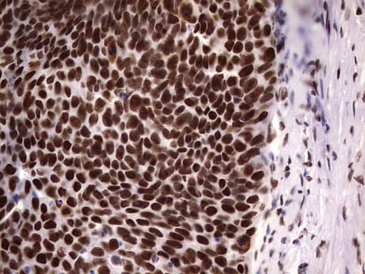 N4BP2L2 Antibody (clone OTI1C8, Carrier-free)