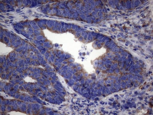 NARS2 Antibody (clone OTI5A9)
