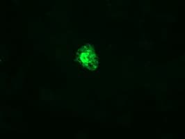 CR6 / GADD45G Antibody (clone OTI1E4)