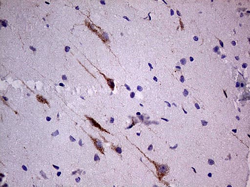 Monoclonal Mouse anti-Human SLC22A17 Antibody (clone OTI2D6, aa241-300, IHC, WB)