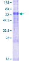 Human ADORA2A/Adenosine A2A Receptor Protein (Recombinant GST)