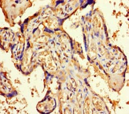 ORC4L / ORC4 Antibody
