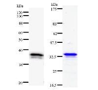 DHX38 Antibody (clone 2271C1a)