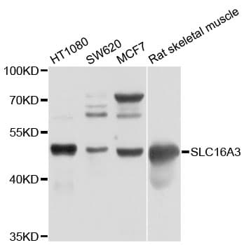 SLC16A3 Antibody