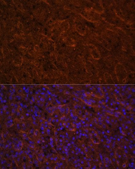 ICOS / CD278 Antibody