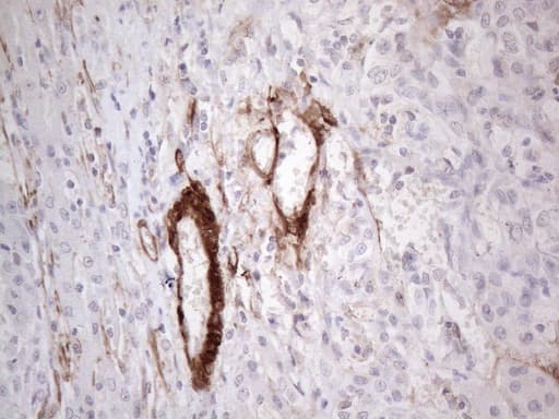 CSF2 / GM-CSF Antibody (aa18-144, clone OTI8G5, Carrier-free)