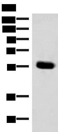 IPPK Antibody