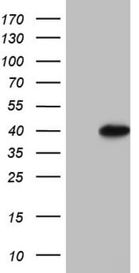 PCNA Antibody (clone OTI1A5)